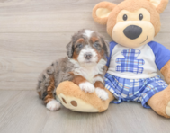 7 week old Mini Bernedoodle Puppy For Sale - Puppy Love PR