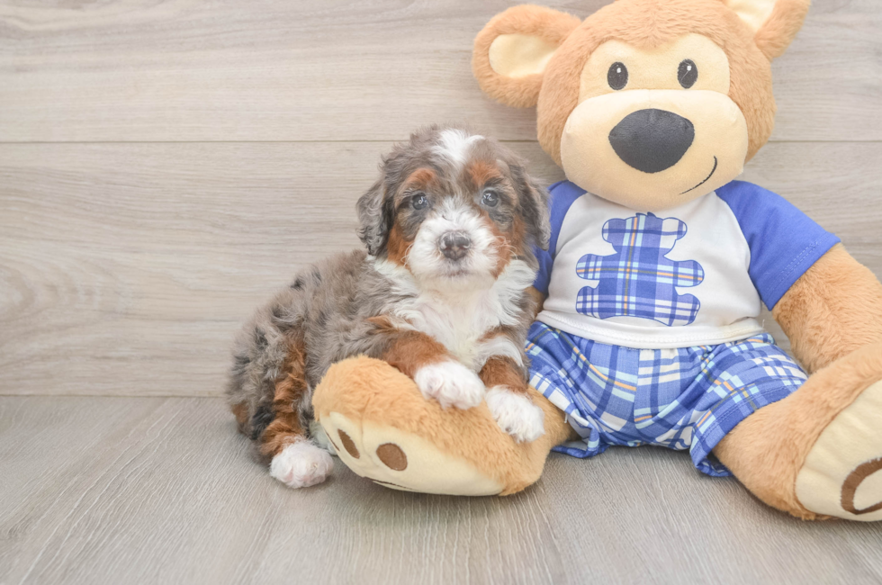 5 week old Mini Bernedoodle Puppy For Sale - Puppy Love PR