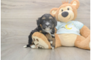 Best Mini Bernedoodle Baby