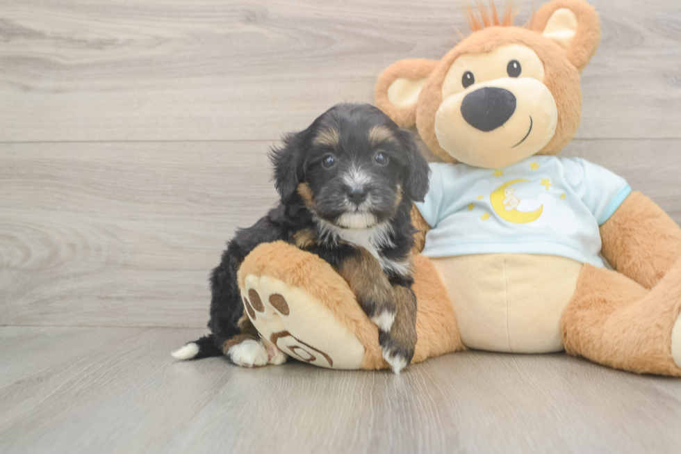 Best Mini Bernedoodle Baby