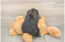 Happy Mini Bernedoodle Baby