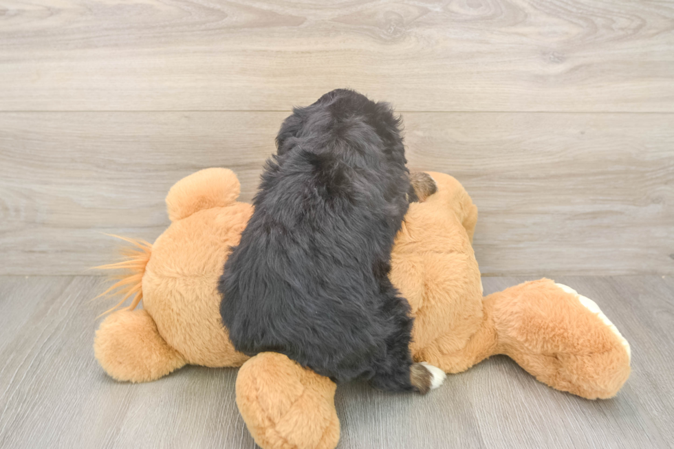 Happy Mini Bernedoodle Baby