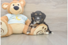 Mini Bernedoodle Puppy for Adoption