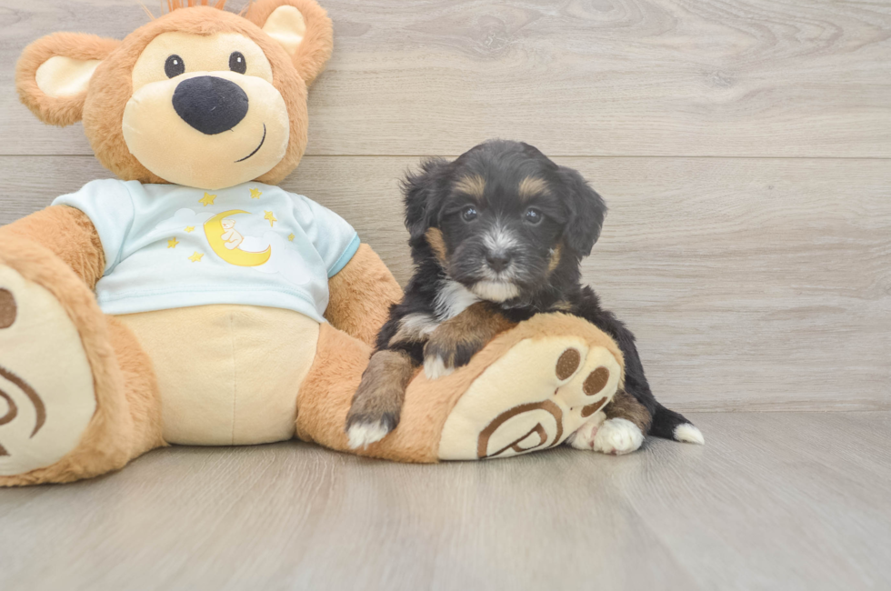 5 week old Mini Bernedoodle Puppy For Sale - Puppy Love PR