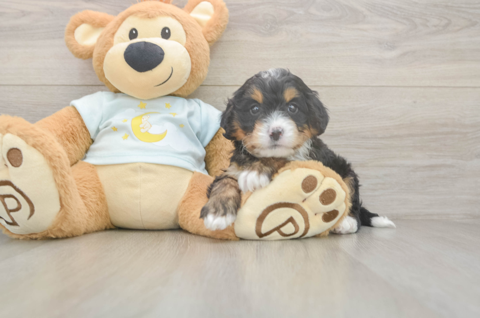 5 week old Mini Bernedoodle Puppy For Sale - Puppy Love PR