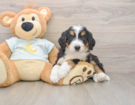 6 week old Mini Bernedoodle Puppy For Sale - Puppy Love PR