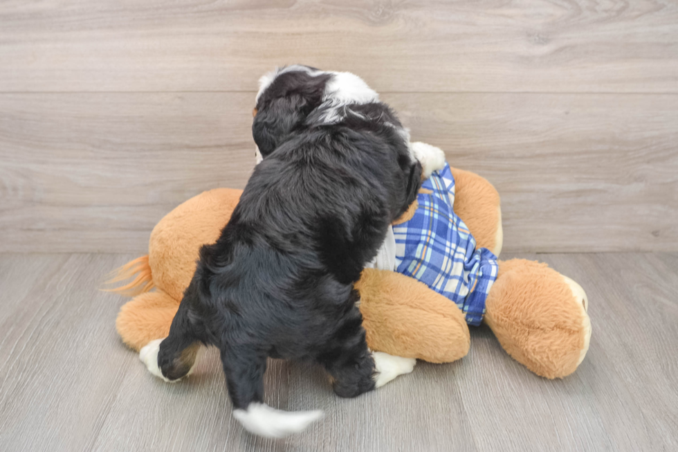 Cute Mini Bernedoodle Baby