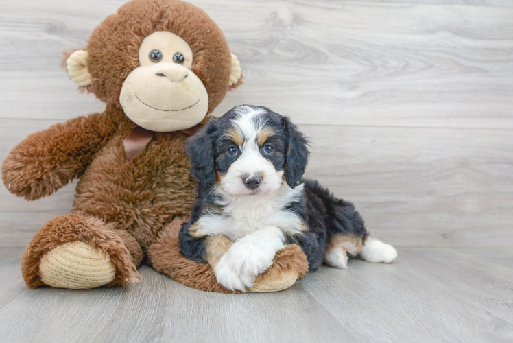 Meet Bernedette - our Mini Bernedoodle Puppy Photo 1/3 - Puppy Love PR Cute Bernadoodle Poodle Mix Puppy