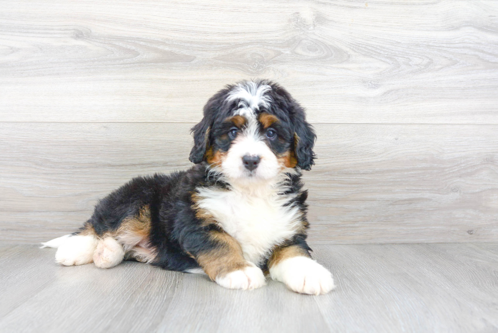 Bernese Mountain Dog Poodle Mix: Ultimate Bernedoodle Guide