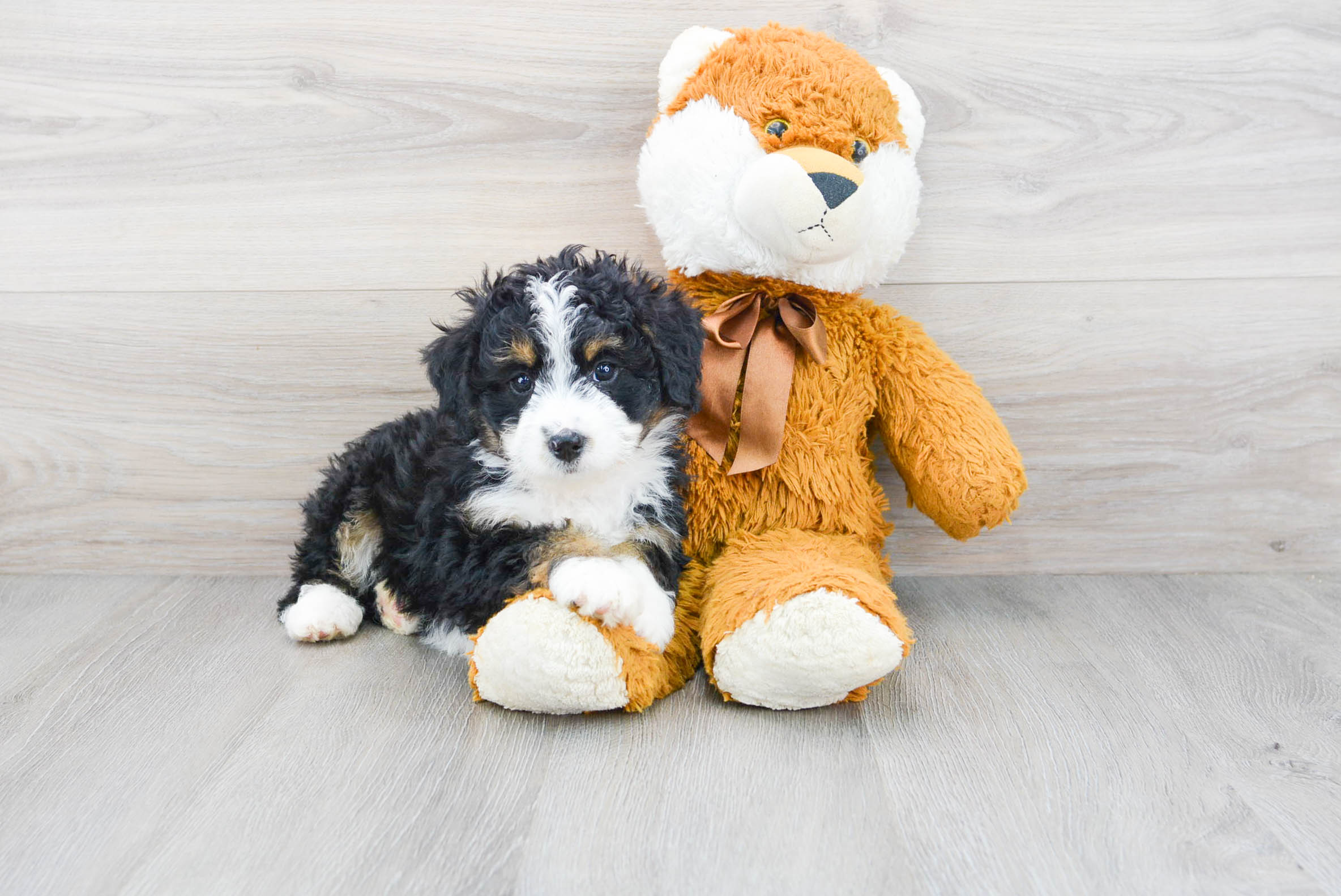 Popular Mini Bernedoodle Poodle Mix Pup