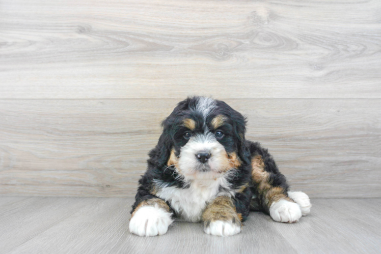 Meet Bernedette - our Mini Bernedoodle Puppy Photo 1/3 - Puppy Love PR Friendly Mini Bernedoodle Baby