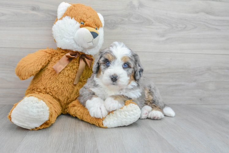 Playful Mini Berniedoodle Poodle Mix Puppy