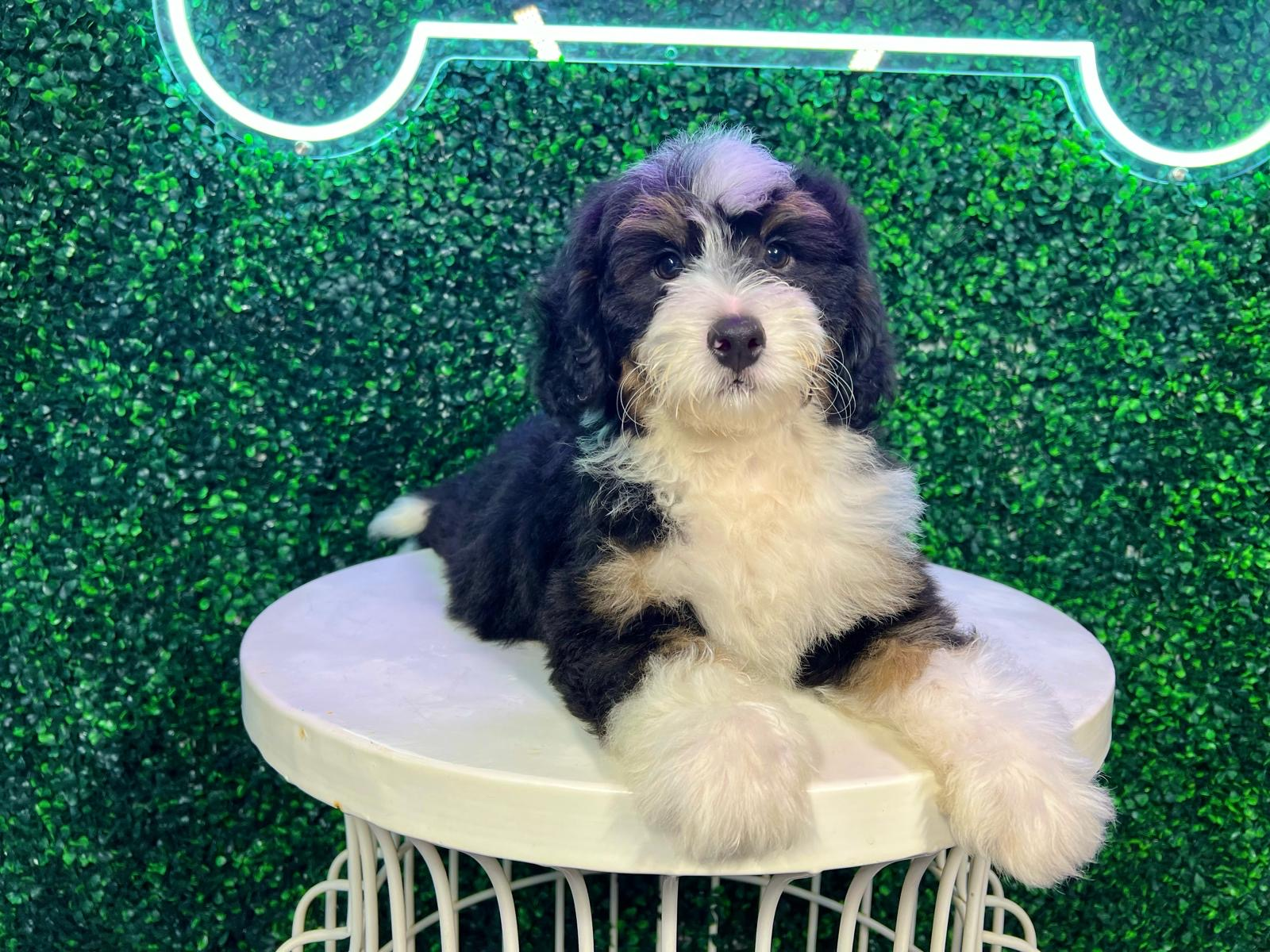 Cute Mini Bernedoodle Poodle Mix Pup