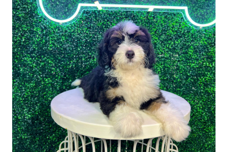 Meet Bernie - our Mini Bernedoodle Puppy Photo 1/4 - Puppy Love PR Cute Mini Bernedoodle Poodle Mix Pup