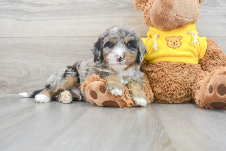 Meet Bernie - our Mini Bernedoodle Puppy Photo 1/3 - Puppy Love PR Best Mini Bernedoodle Baby