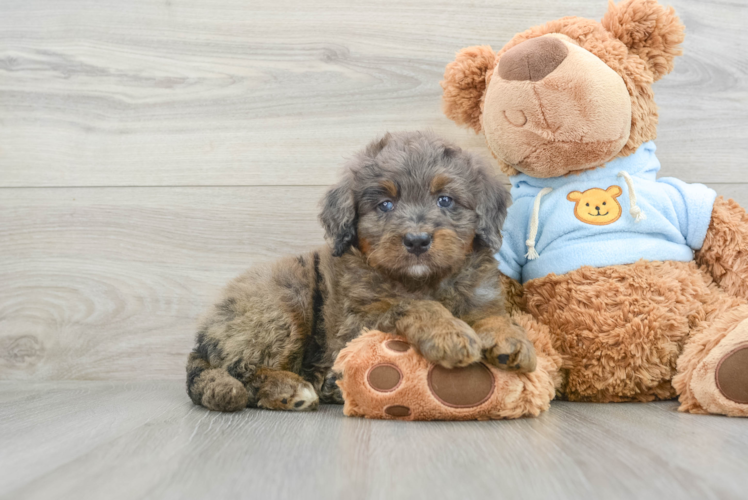 Meet Bernie - our Mini Bernedoodle Puppy Photo 1/3 - Puppy Love PR Mini Bernedoodle Puppy for Adoption