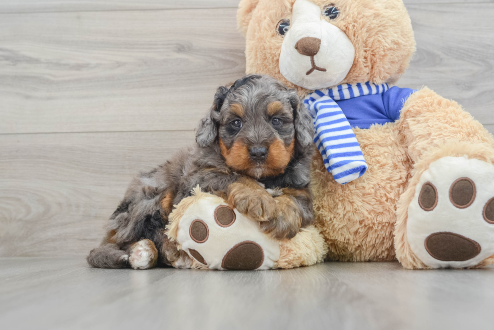 Mini Bernedoodle Puppy for Adoption