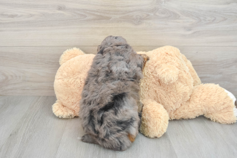 Funny Mini Bernedoodle Poodle Mix Pup