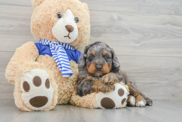 Petite Mini Bernedoodle Poodle Mix Pup