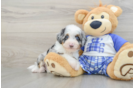 Adorable Mini Bernepoo Poodle Mix Puppy