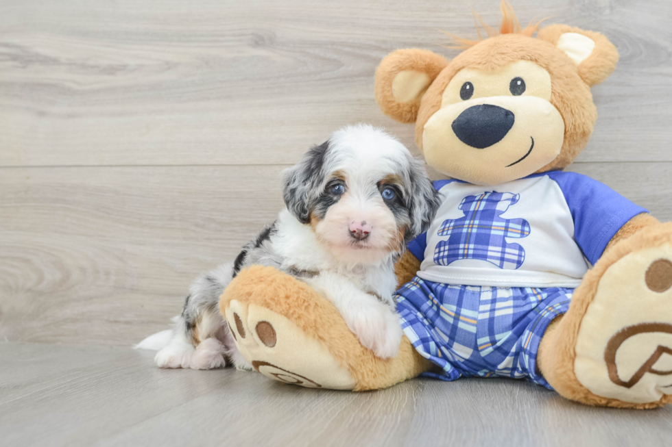 Adorable Mini Bernepoo Poodle Mix Puppy