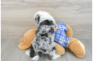 Hypoallergenic Mini Berniedoodle Poodle Mix Puppy