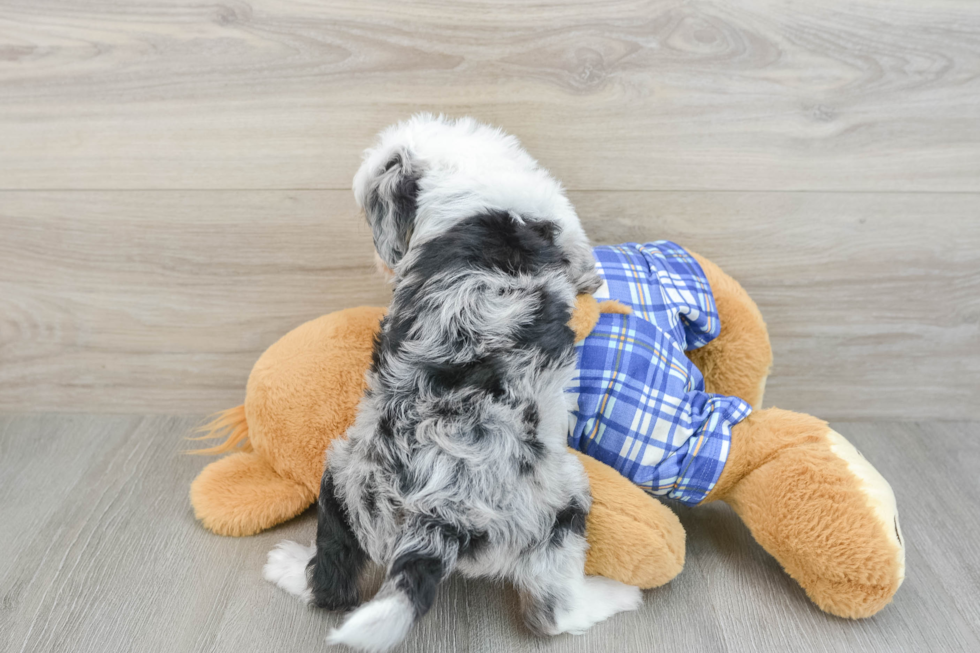 Hypoallergenic Mini Berniedoodle Poodle Mix Puppy