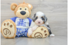 Sweet Mini Bernedoodle Baby