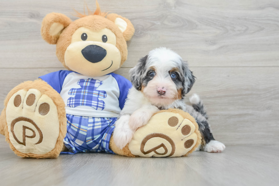Sweet Mini Bernedoodle Baby