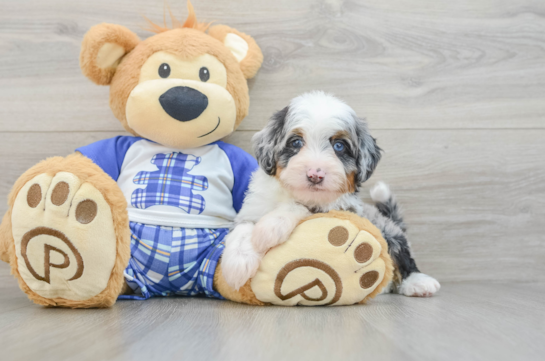 Sweet Mini Bernedoodle Baby