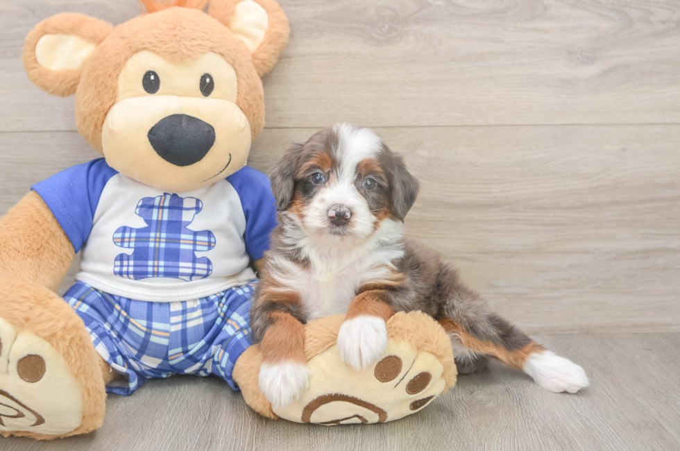 5 week old Mini Bernedoodle Puppy For Sale - Puppy Love PR