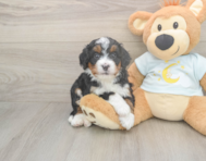 6 week old Mini Bernedoodle Puppy For Sale - Puppy Love PR