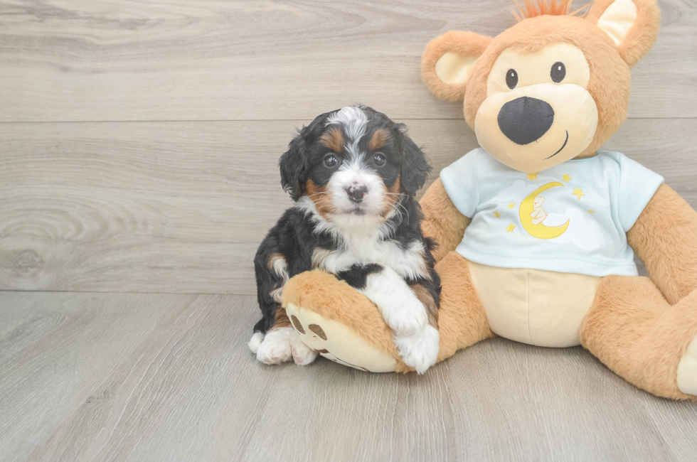 5 week old Mini Bernedoodle Puppy For Sale - Puppy Love PR