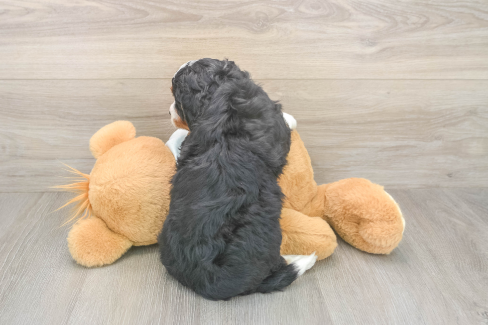 Best Mini Bernedoodle Baby
