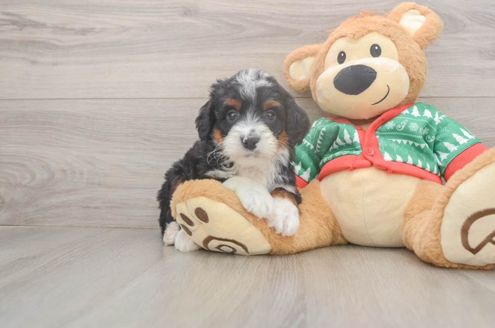 6 week old Mini Bernedoodle Puppy For Sale - Puppy Love PR