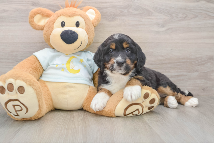 Adorable Mini Bernesedoodle Poodle Mix Puppy