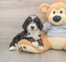 7 week old Mini Bernedoodle Puppy For Sale - Puppy Love PR