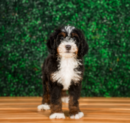 9 week old Mini Bernedoodle Puppy For Sale - Puppy Love PR