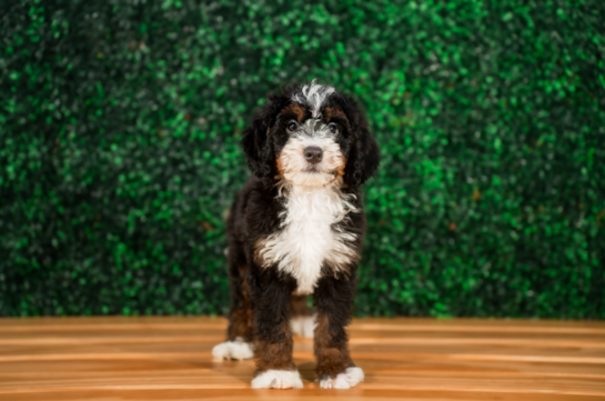 Cute Mini Bernedoodle Poodle Mix Pup