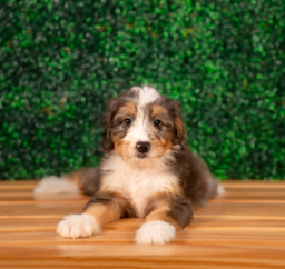 8 week old Mini Bernedoodle Puppy For Sale - Puppy Love PR