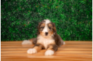 Mini Bernedoodle Pup Being Cute