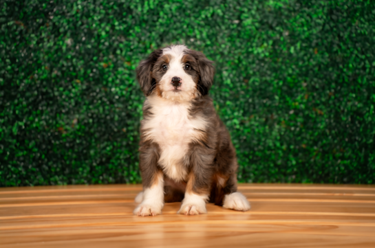 Mini Bernedoodle Pup Being Cute