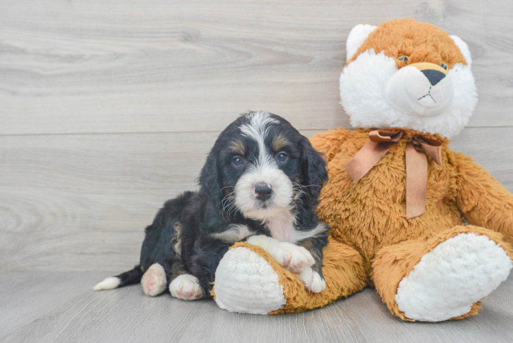 Meet Bernie - our Mini Bernedoodle Puppy Photo 1/3 - Puppy Love PR Little Mini Berniedoodle Poodle Mix Puppy