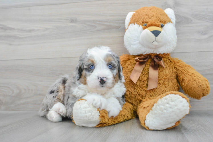 Meet Bert - our Mini Bernedoodle Puppy Photo 1/3 - Puppy Love PR Smart Mini Bernedoodle Poodle Mix Pup