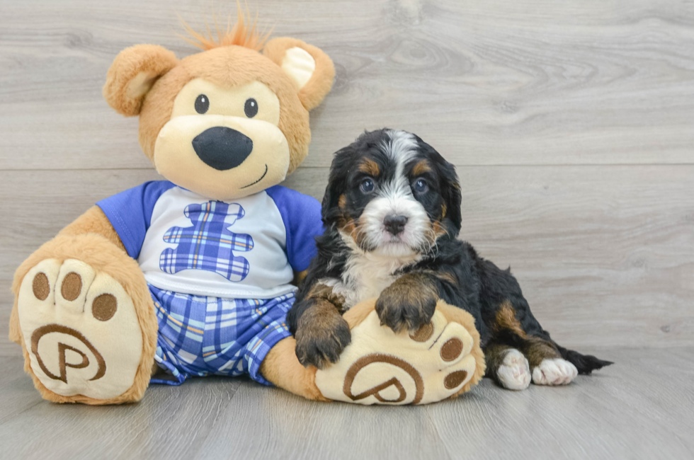 7 week old Mini Bernedoodle Puppy For Sale - Puppy Love PR