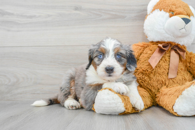 Mini Bernedoodle Pup Being Cute