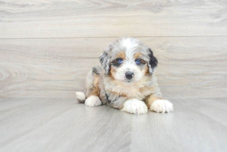 Meet Beyonce - our Mini Bernedoodle Puppy Photo 1/3 - Puppy Love PR Mini Bernedoodle Puppy for Adoption