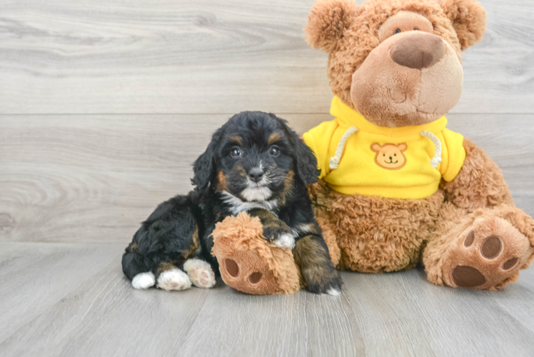 Meet Beyonce - our Mini Bernedoodle Puppy Photo 1/3 - Puppy Love PR Best Mini Bernedoodle Baby