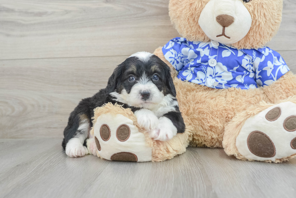 Mini Bernedoodle Pup Being Cute