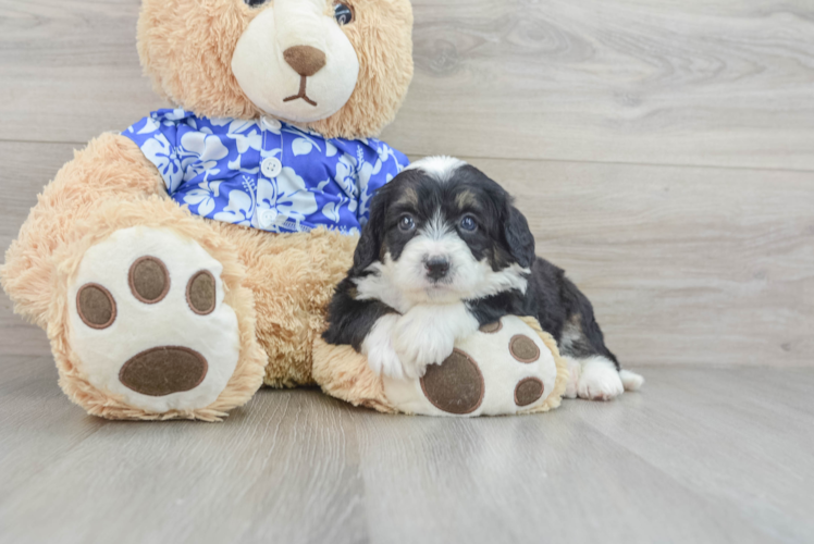 Meet Beyonce - our Mini Bernedoodle Puppy Photo 1/3 - Puppy Love PR Mini Bernedoodle Puppy for Adoption